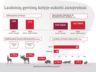 Kaip elgtis, jei kelyje pastebite laukinį gyvūną