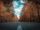 7 patarimai vairuotojams, kaip išvengti susidūrimo su laukiniais gyvūnais