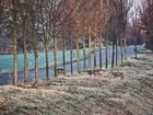 Laukiniams gyvūnams karantinas negalioja: saugotis turi ir miestų vairuotojai stirna kelyje