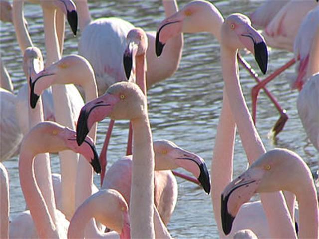 camargue_flamingai__Small_