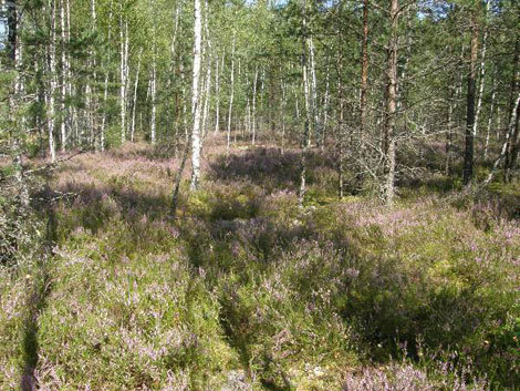 P8166770-labanoro-virzynai-