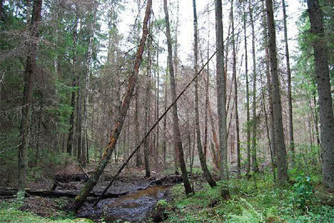 Stripeikiu_miskas-sumazinta