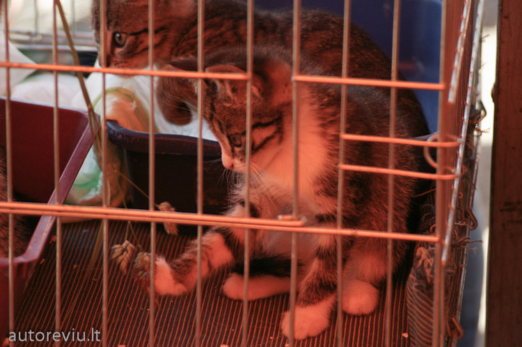 bike_show_millenium__74_